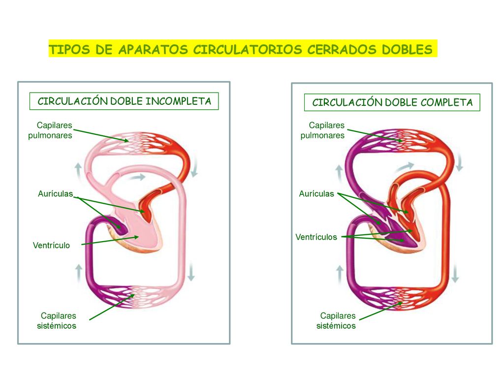 TIPOS DE APARATOS CIRCULATORIOS CERRADOS DOBLES