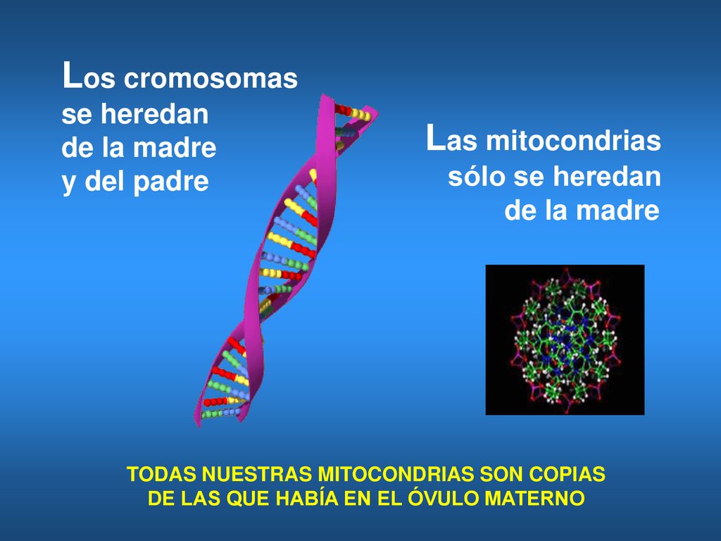 Los cromosomas Las mitocondrias se heredan de la madre y del padre