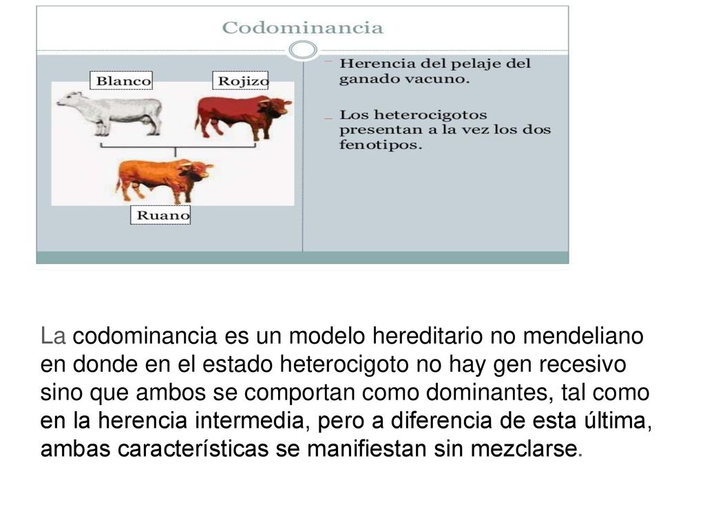La codominancia es un modelo hereditario no mendeliano en donde en el estado heterocigoto no hay gen recesivo sino que ambos se comportan como dominantes, tal como en la herencia intermedia, pero a diferencia de esta última, ambas características se manifiestan sin mezclarse.