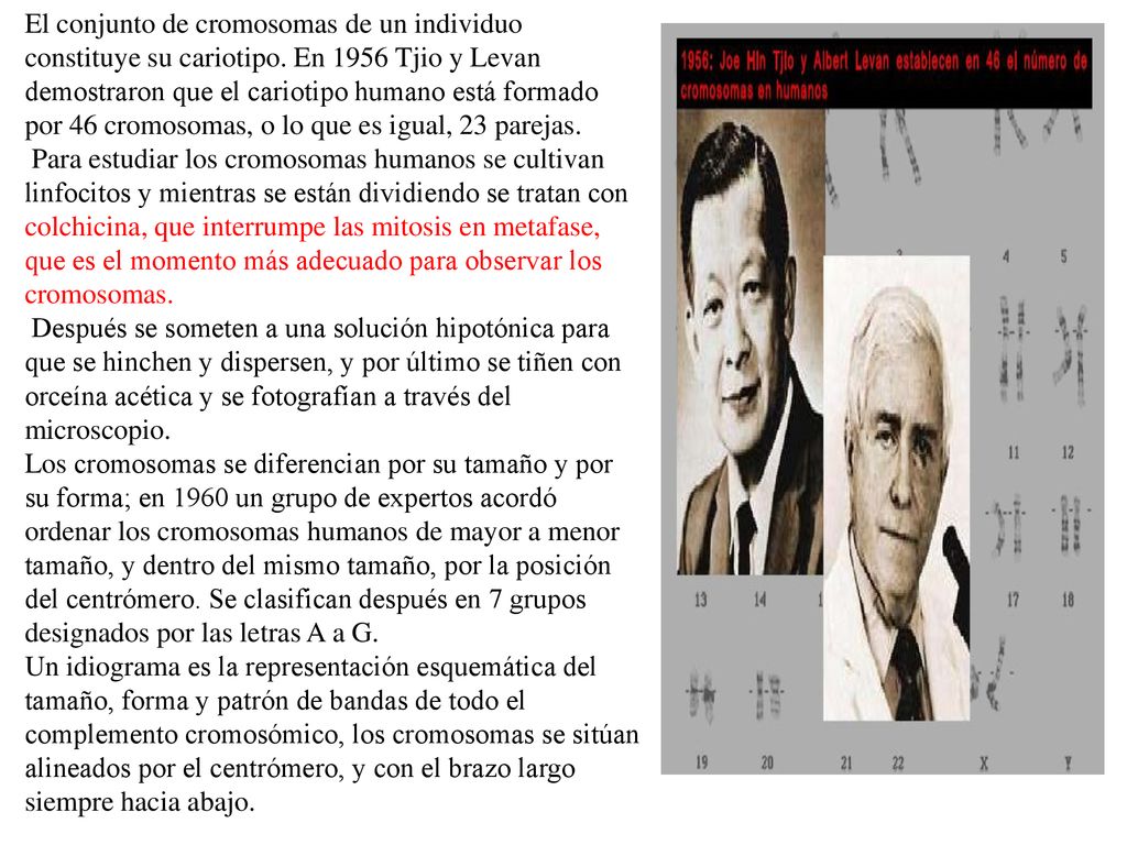 El conjunto de cromosomas de un individuo constituye su cariotipo