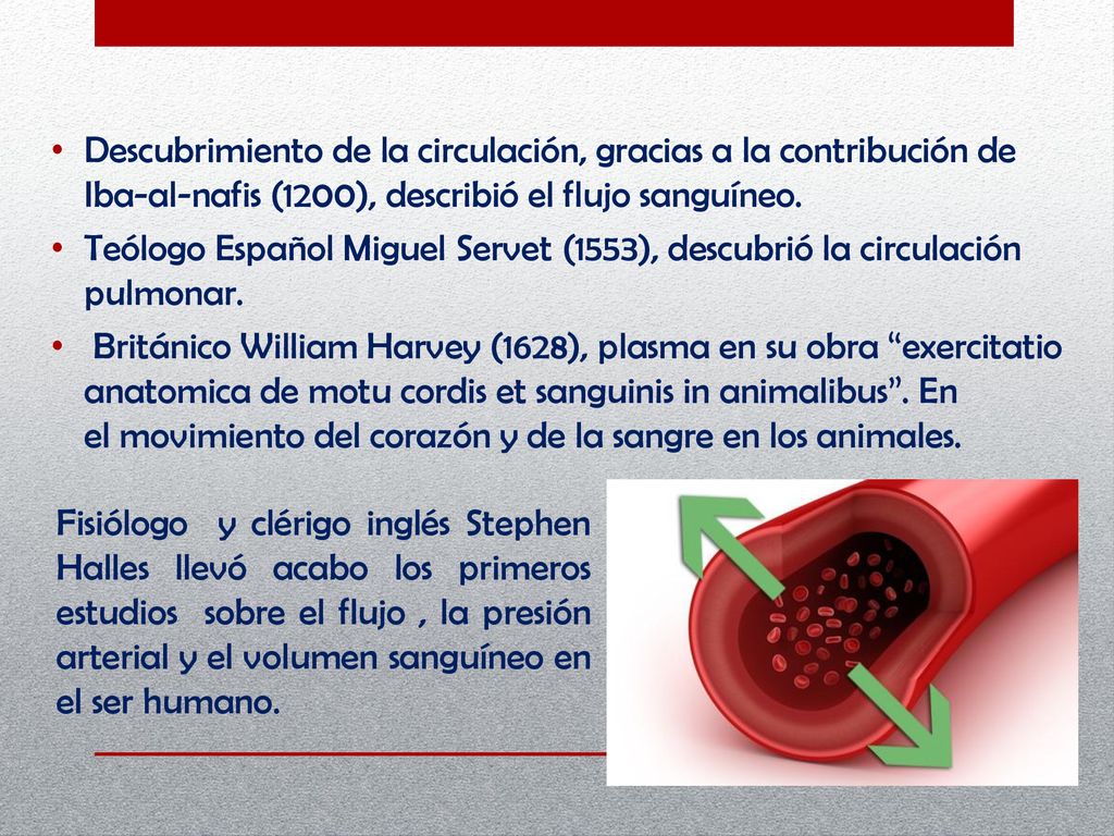 Descubrimiento de la circulación, gracias a la contribución de Iba-al-nafis (1200), describió el flujo sanguíneo.