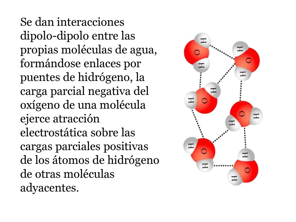 Se dan interacciones dipolo-dipolo entre las propias moléculas de agua, formándose enlaces por puentes de hidrógeno, la carga parcial negativa del oxígeno de una molécula ejerce atracción electrostática sobre las cargas parciales positivas de los átomos de hidrógeno de otras moléculas adyacentes.