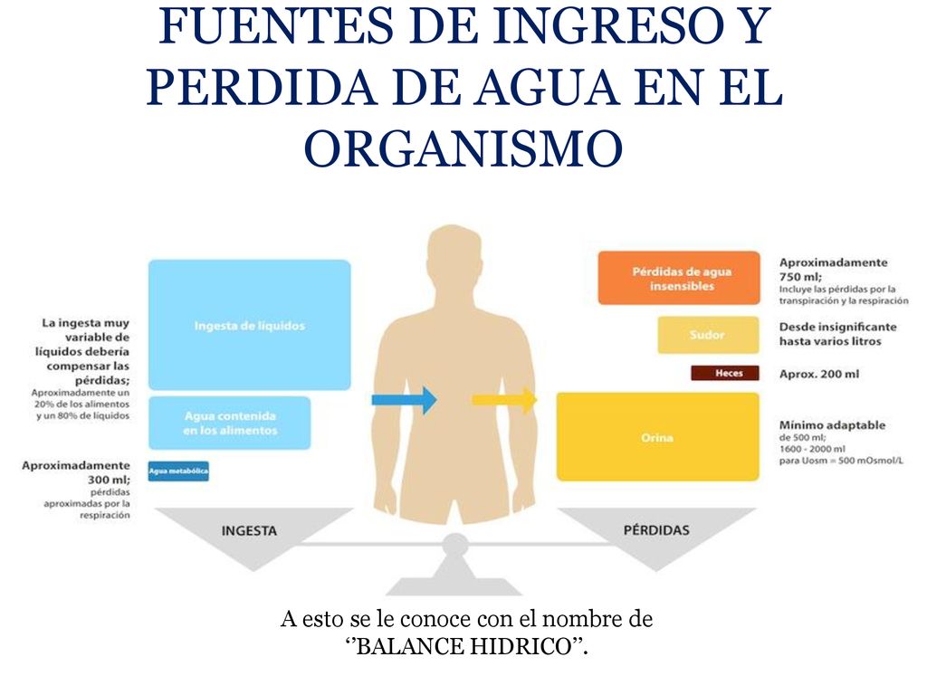 FUENTES DE INGRESO Y PERDIDA DE AGUA EN EL ORGANISMO