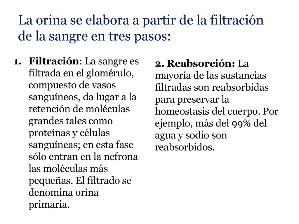 La orina se elabora a partir de la filtración de la sangre en tres pasos: