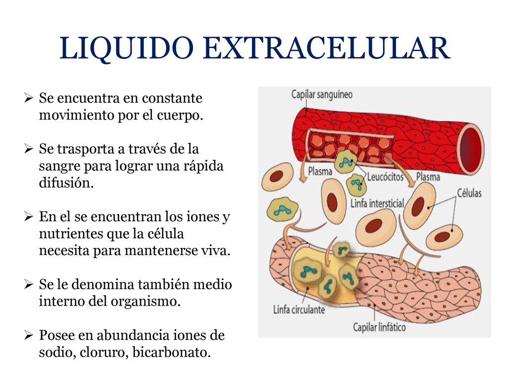 LIQUIDO EXTRACELULAR Se encuentra en constante movimiento por el cuerpo. Se trasporta a través de la sangre para lograr una rápida difusión.