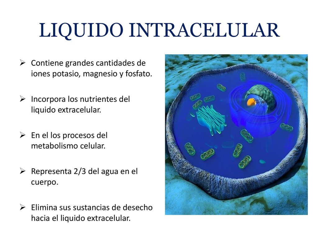 LIQUIDO INTRACELULAR Contiene grandes cantidades de iones potasio, magnesio y fosfato. Incorpora los nutrientes del liquido extracelular.