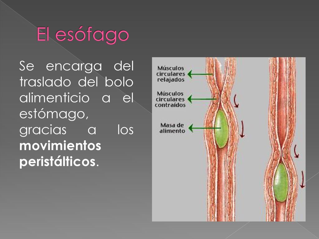 El esófago Se encarga del traslado del bolo alimenticio a el estómago, gracias a los movimientos peristálticos.