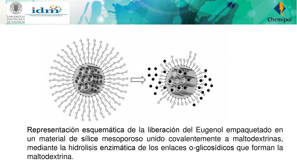 Representación esquemática de la liberación del Eugenol empaquetado en un material de sílice mesoporoso unido covalentemente a maltodextrinas, mediante la hidrolisis enzimática de los enlaces o-glicosídicos que forman la maltodextrina.