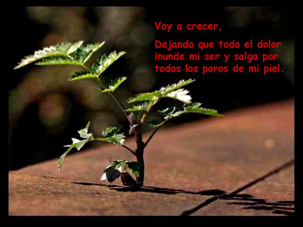 Voy a crecer, Dejando que todo el dolor inunde mi ser y salga por todos los poros de mi piel. ©