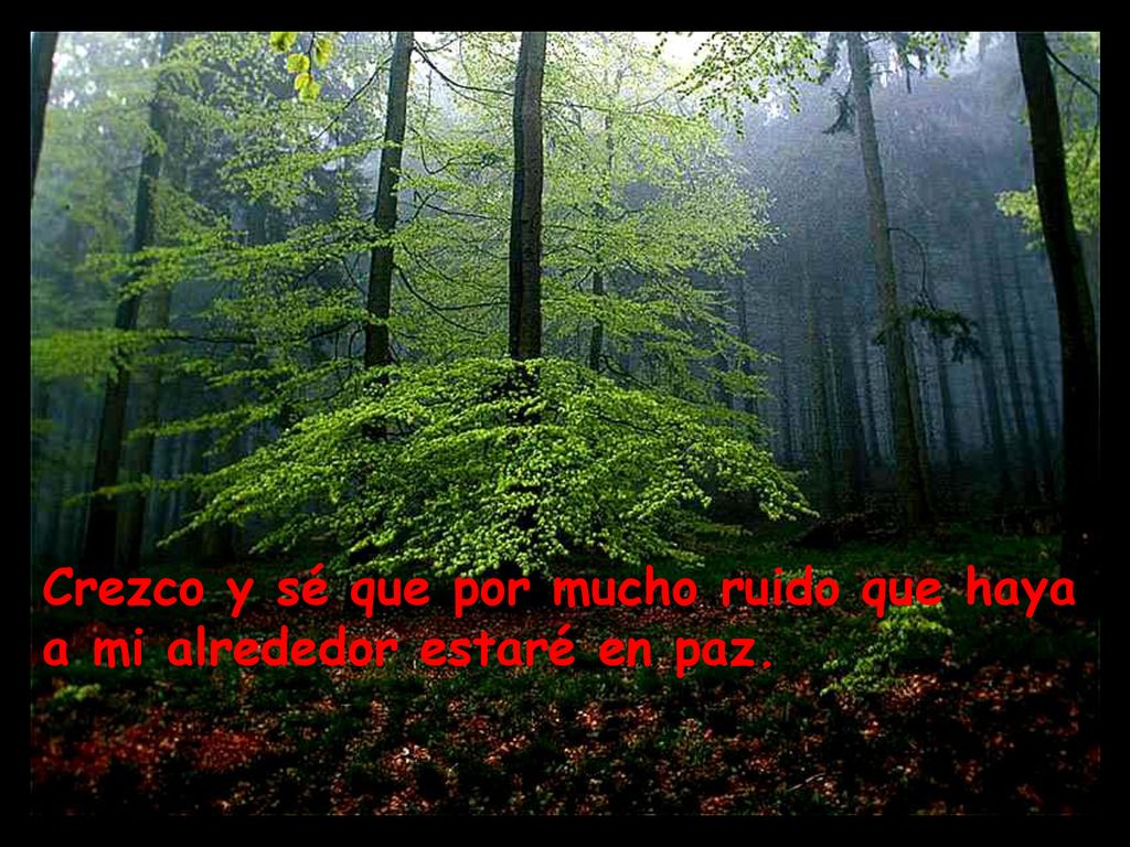 Crezco y sé que por mucho ruido que haya a mi alrededor estaré en paz.