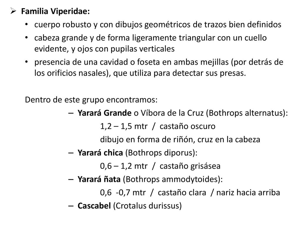 Familia Viperidae: cuerpo robusto y con dibujos geométricos de trazos bien definidos.
