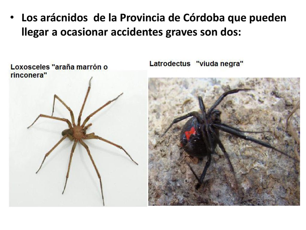 Los arácnidos de la Provincia de Córdoba que pueden llegar a ocasionar accidentes graves son dos: