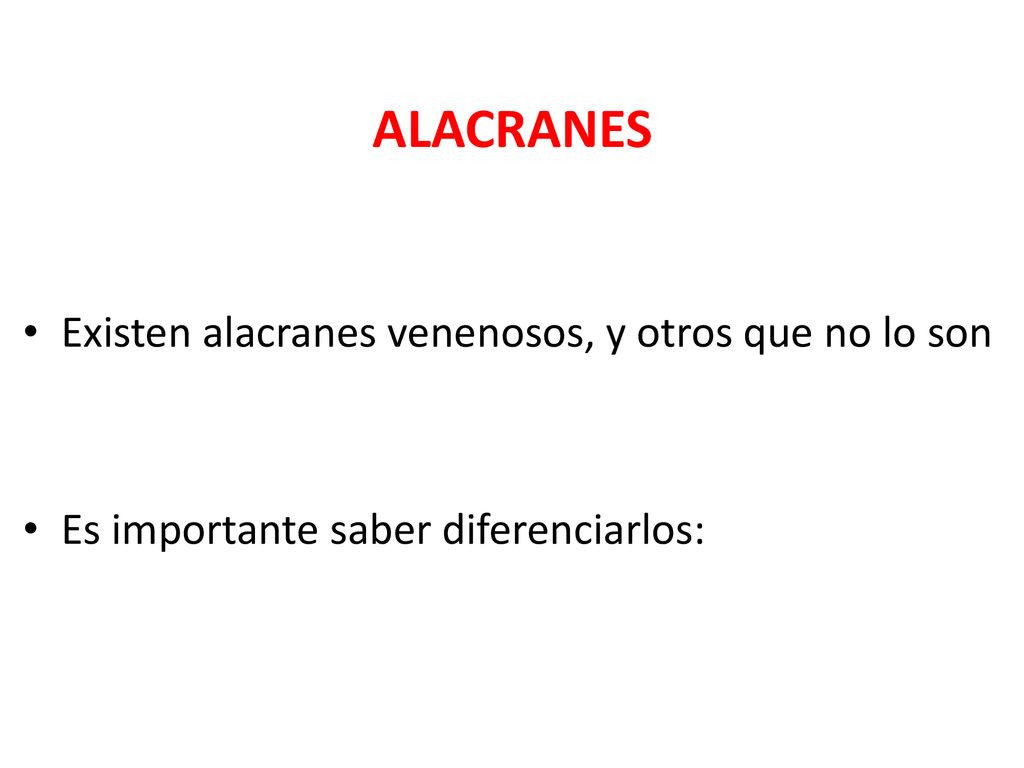 ALACRANES Existen alacranes venenosos, y otros que no lo son