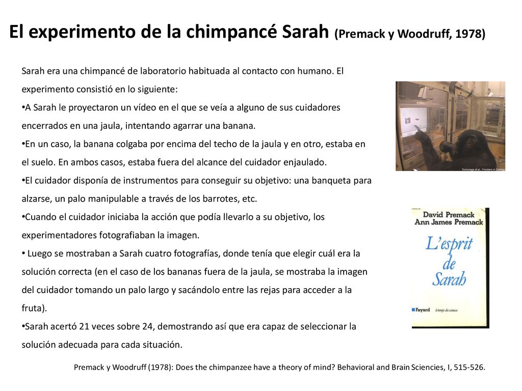El experimento de la chimpancé Sarah (Premack y Woodruff, 1978)