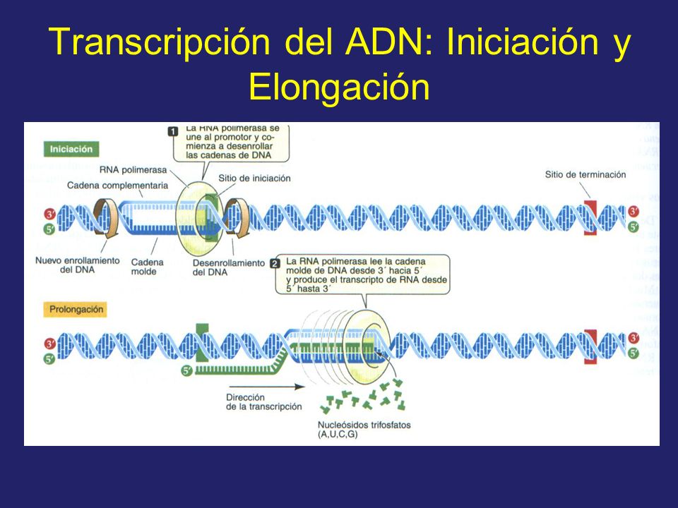 Transcripción del ADN: Iniciación y Elongación