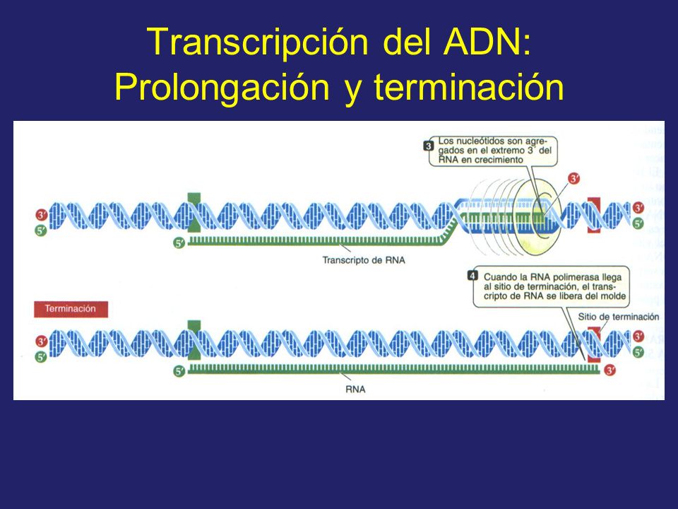 Transcripción del ADN: Prolongación y terminación