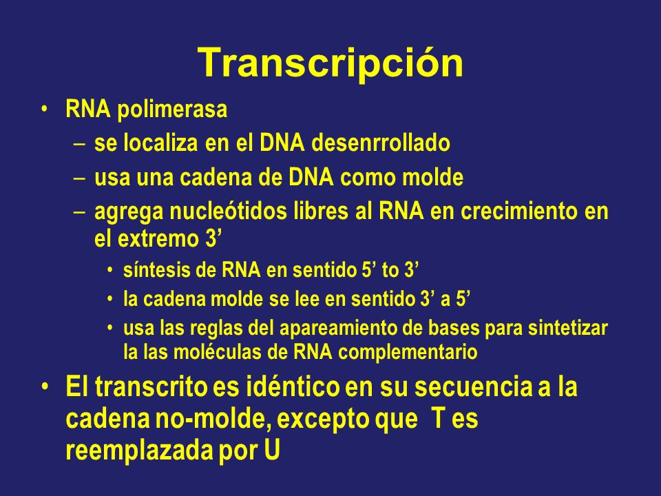 Transcripción RNA polimerasa se localiza en el DNA desenrrollado