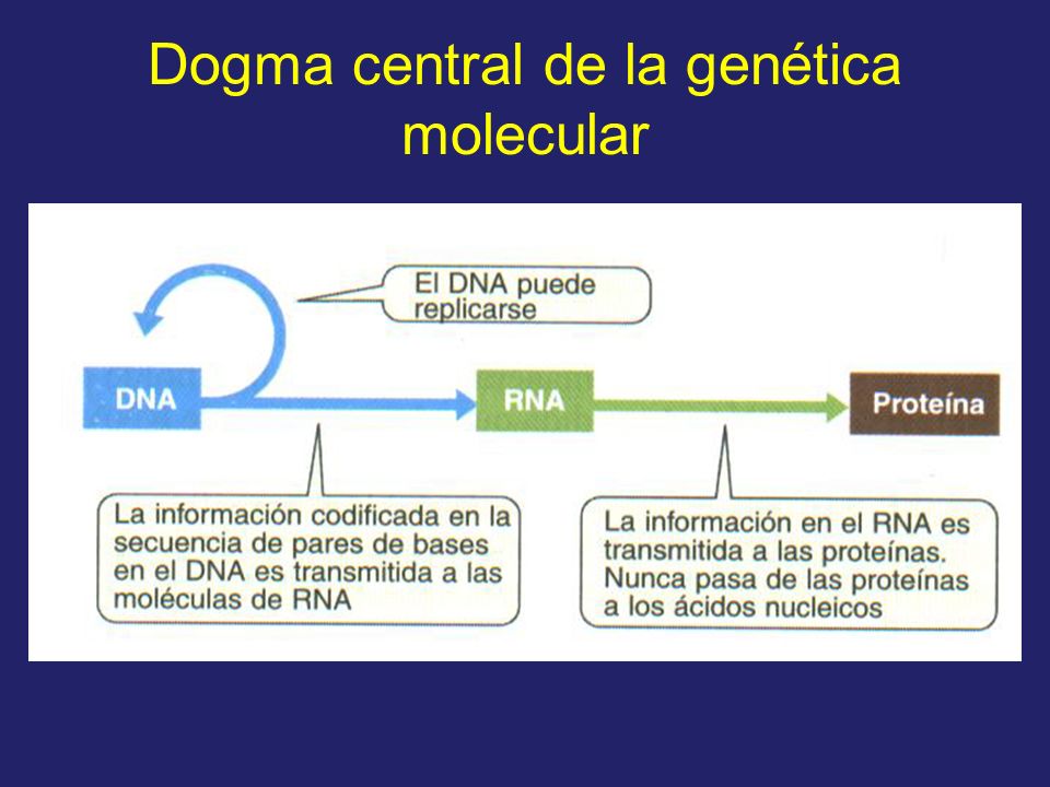Dogma central de la genética molecular