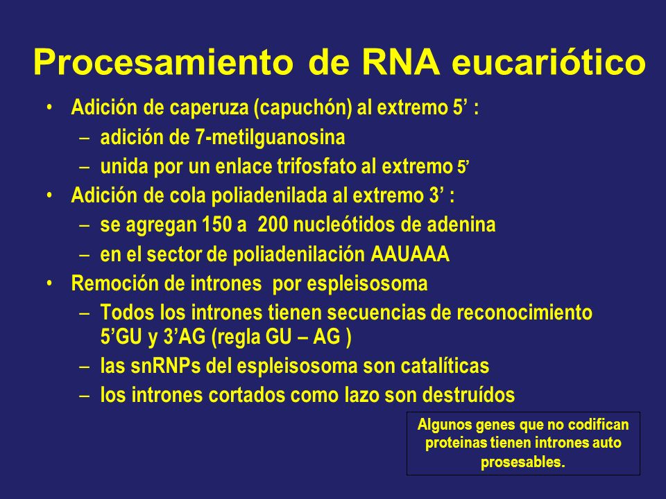 Procesamiento de RNA eucariótico