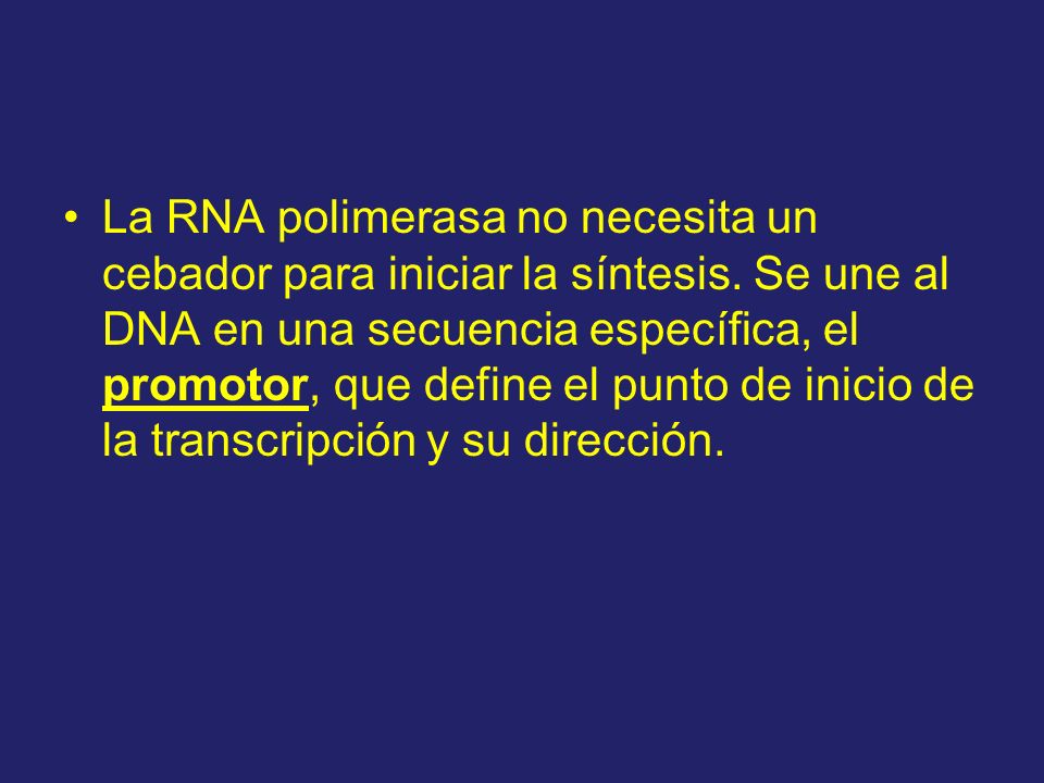 La RNA polimerasa no necesita un cebador para iniciar la síntesis