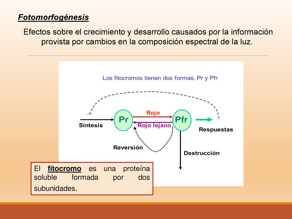 Fotomorfogénesis Efectos sobre el crecimiento y desarrollo causados por la información provista por cambios en la composición espectral de la luz.