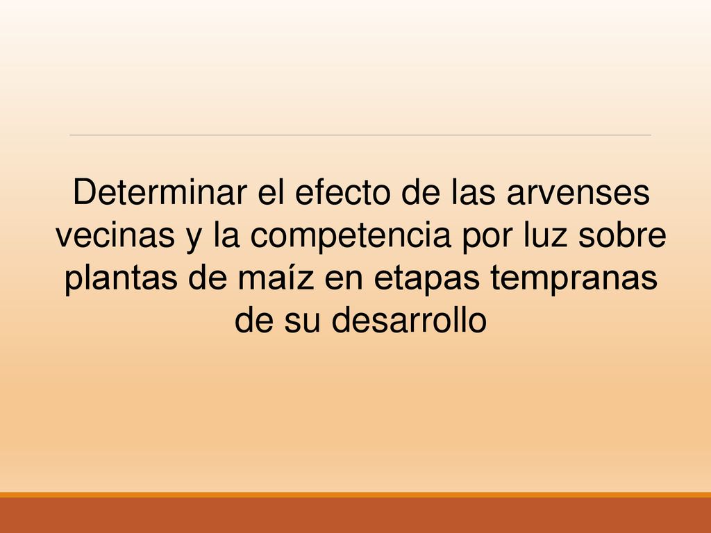 Determinar el efecto de las arvenses vecinas y la competencia por luz sobre plantas de maíz en etapas tempranas de su desarrollo