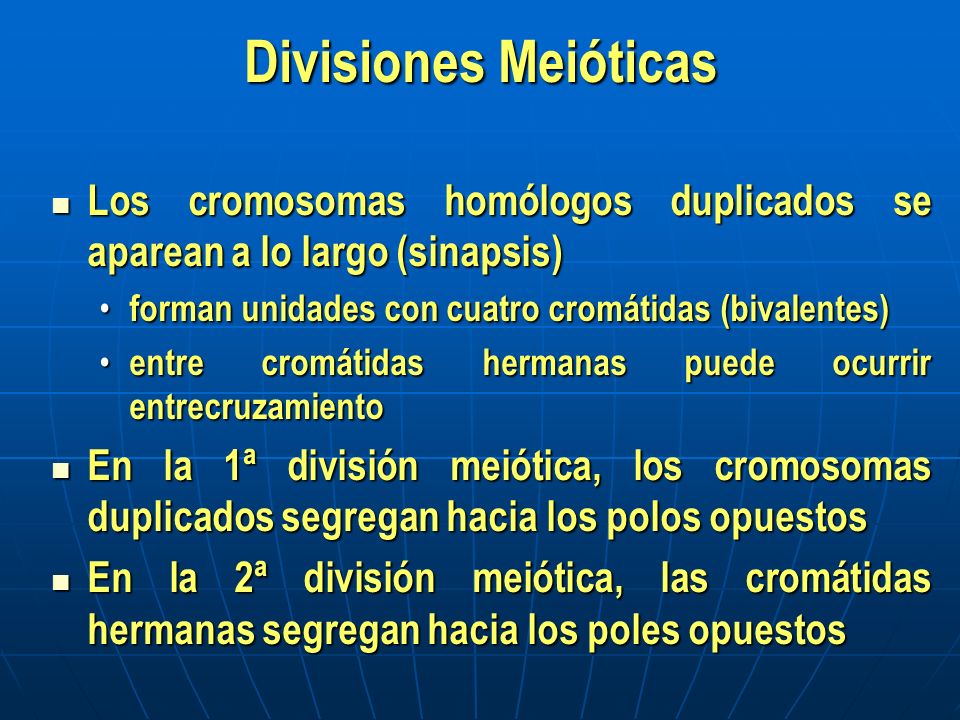Divisiones Meióticas Los cromosomas homólogos duplicados se aparean a lo largo (sinapsis) forman unidades con cuatro cromátidas (bivalentes)