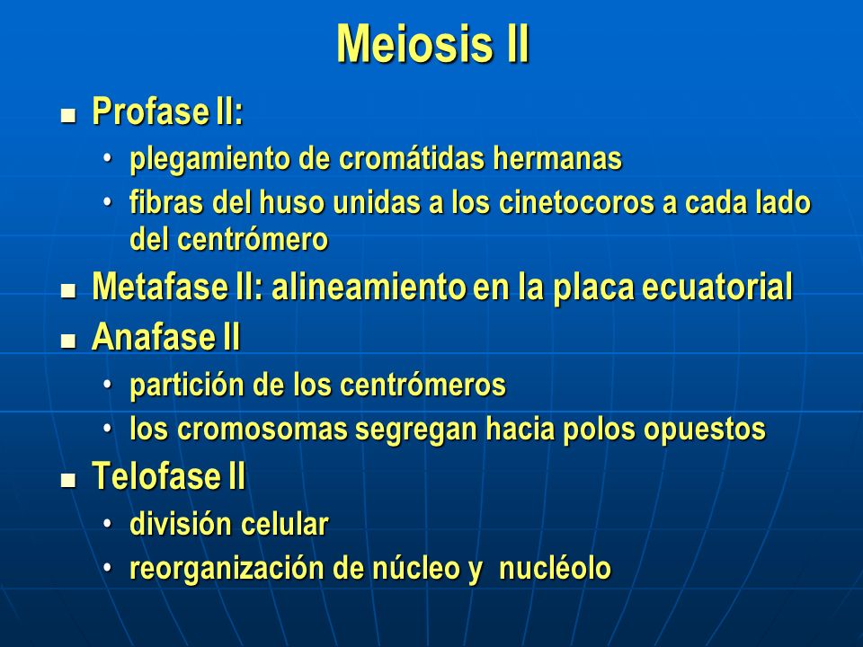Meiosis II Profase II: plegamiento de cromátidas hermanas. fibras del huso unidas a los cinetocoros a cada lado del centrómero.