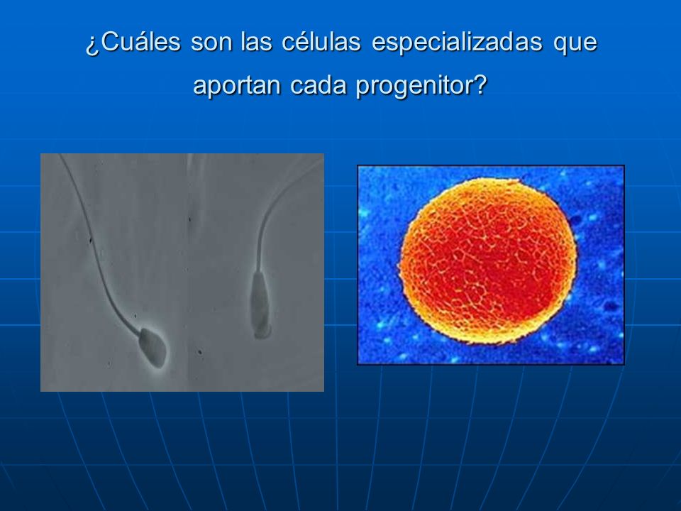¿Cuáles son las células especializadas que aportan cada progenitor