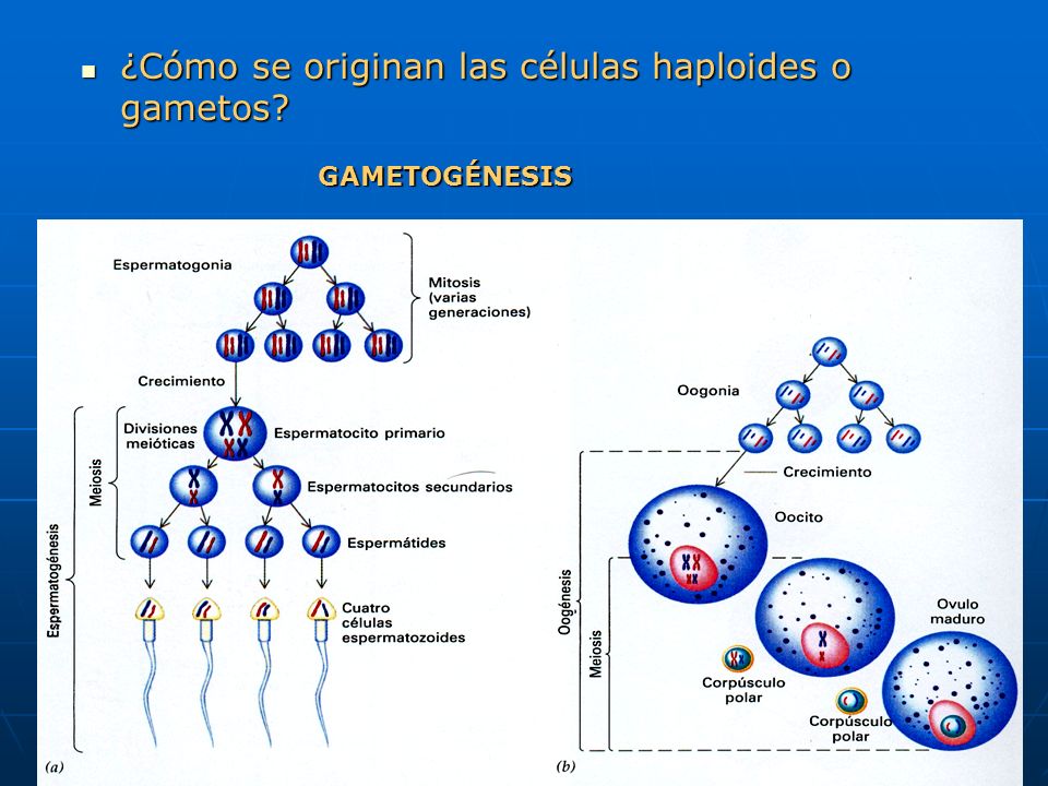 ¿Cómo se originan las células haploides o gametos