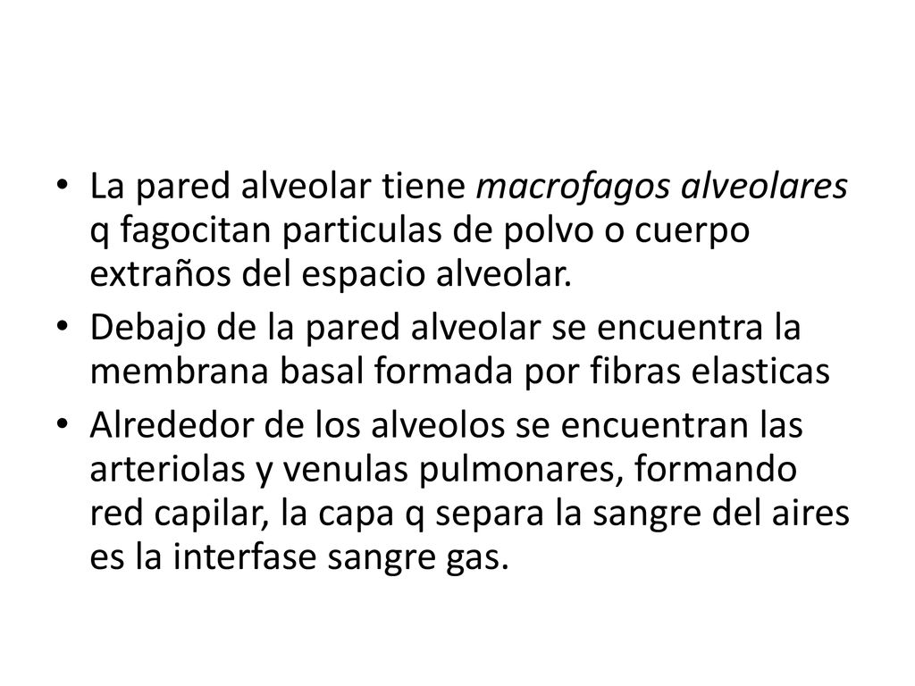 La pared alveolar tiene macrofagos alveolares q fagocitan particulas de polvo o cuerpo extraños del espacio alveolar.