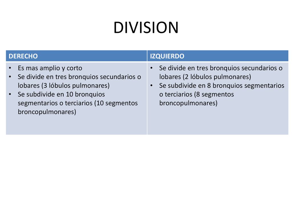 DIVISION DERECHO IZQUIERDO Es mas amplio y corto