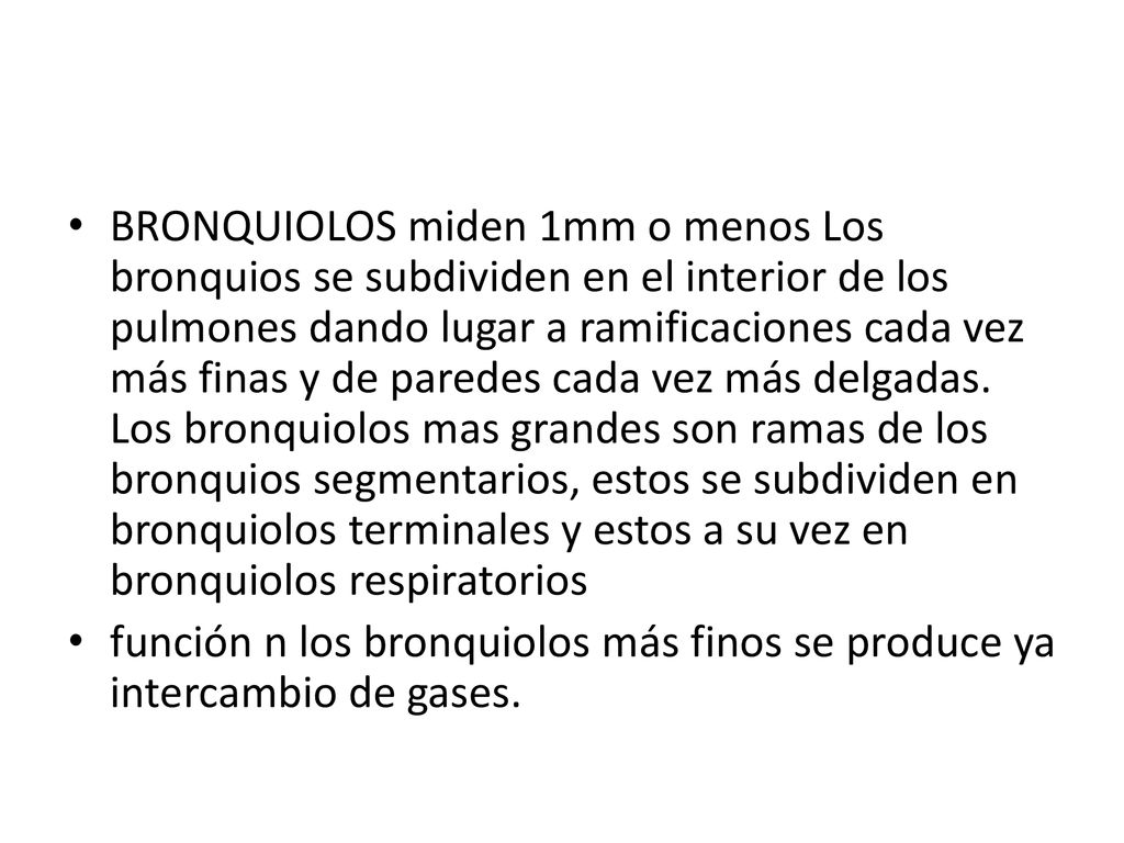 BRONQUIOLOS miden 1mm o menos Los bronquios se subdividen en el interior de los pulmones dando lugar a ramificaciones cada vez más finas y de paredes cada vez más delgadas. Los bronquiolos mas grandes son ramas de los bronquios segmentarios, estos se subdividen en bronquiolos terminales y estos a su vez en bronquiolos respiratorios