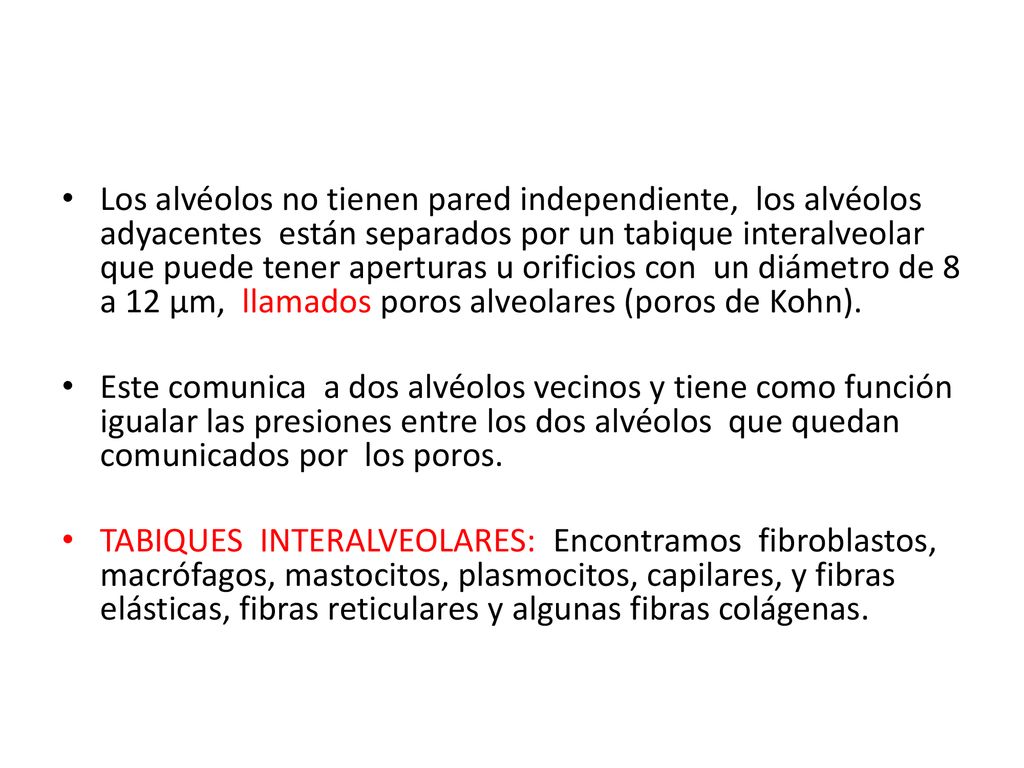 Los alvéolos no tienen pared independiente, los alvéolos adyacentes están separados por un tabique interalveolar que puede tener aperturas u orificios con un diámetro de 8 a 12 μm, llamados poros alveolares (poros de Kohn).