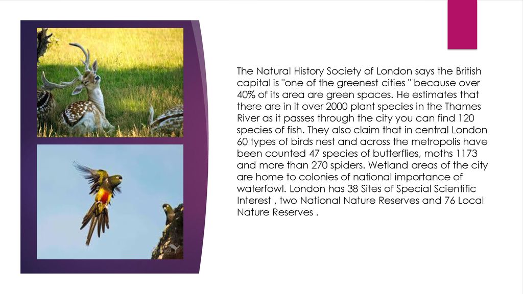 The Natural History Society of London says the British capital is one of the greenest cities because over 40% of its area are green spaces.