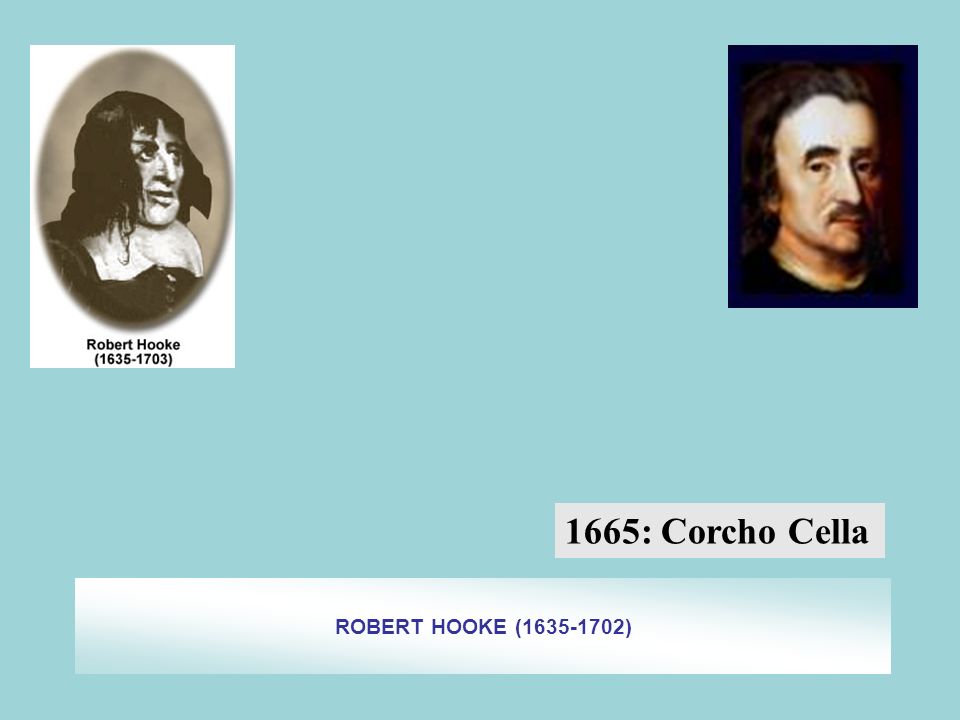 1665: Corcho Cella ROBERT HOOKE ( )