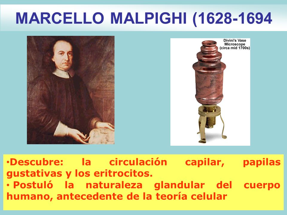 MARCELLO MALPIGHI ( Descubre: la circulación capilar, papilas gustativas y los eritrocitos.