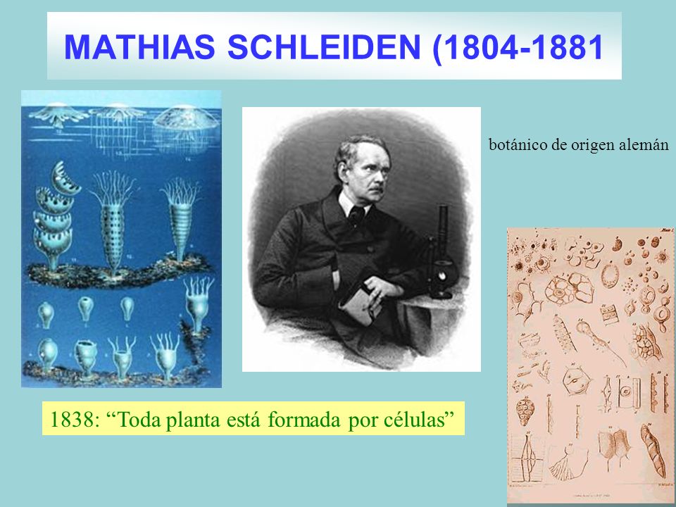 MATHIAS SCHLEIDEN ( botánico de origen alemán 1838: Toda planta está formada por células