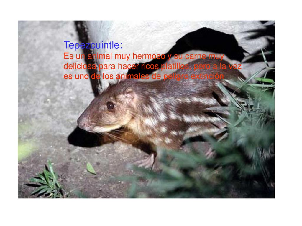 Tepezcuintle: Es un animal muy hermoso y su carne muy deliciosa para hacer ricos platillos, pero a la vez es uno de los animales de peligro extinción.