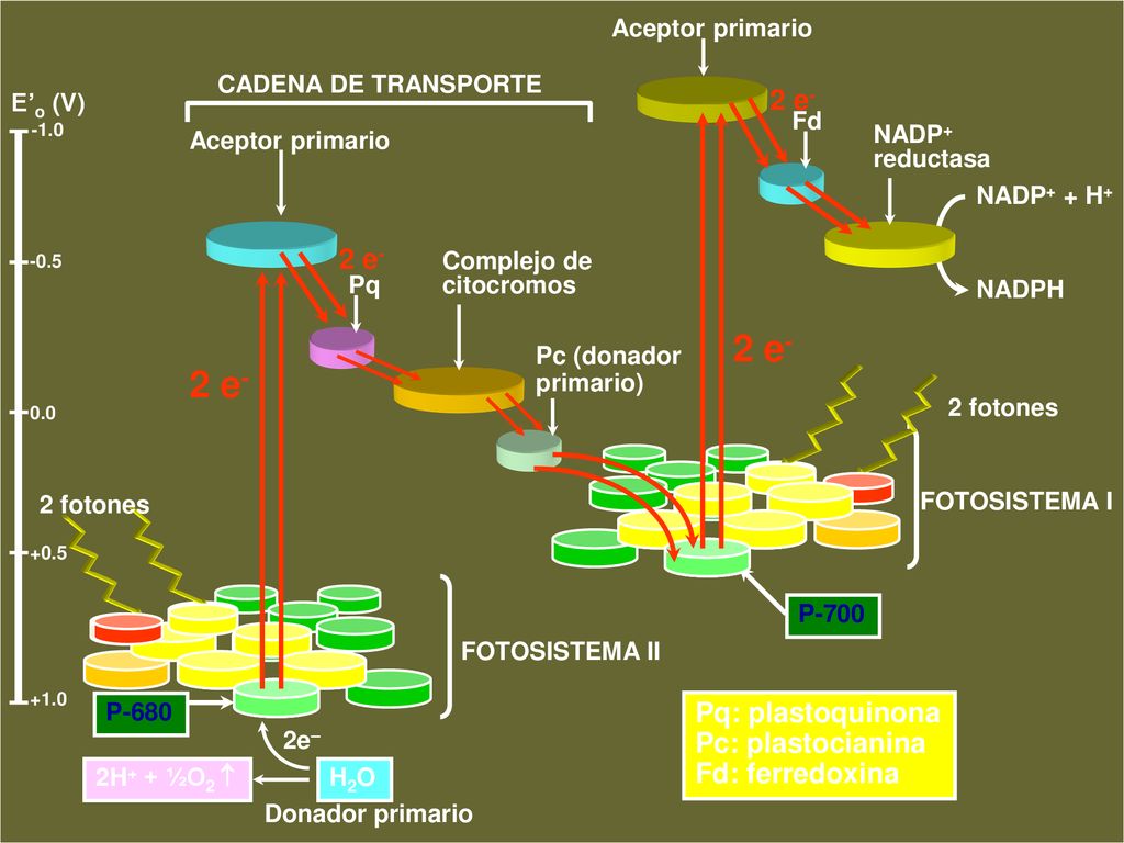 TEMA-17 FOTOSÍNTESIS 2 e- 2 e- Biología 2º Bachillerato Metabolismo