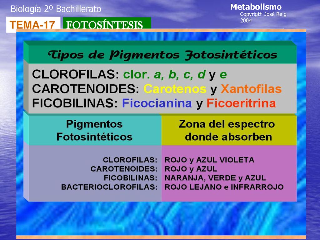 TEMA-17 FOTOSÍNTESIS Biología 2º Bachillerato Metabolismo Color