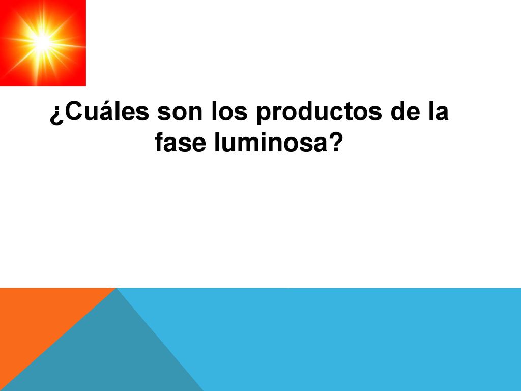 ¿Cuáles son los productos de la fase luminosa