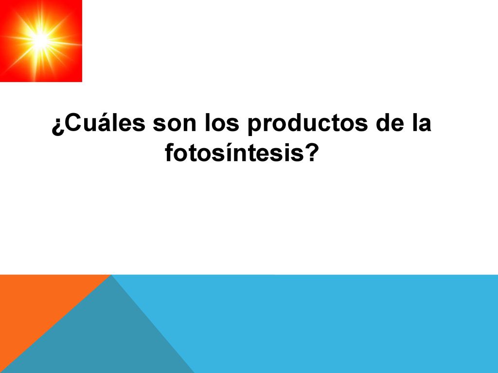 ¿Cuáles son los productos de la fotosíntesis
