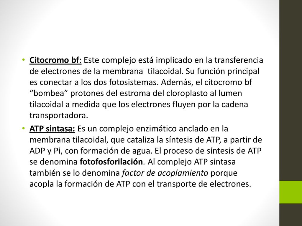 Citocromo bf: Este complejo está implicado en la transferencia de electrones de la membrana tilacoidal. Su función principal es conectar a los dos fotosistemas. Además, el citocromo bf bombea protones del estroma del cloroplasto al lumen tilacoidal a medida que los electrones fluyen por la cadena transportadora.