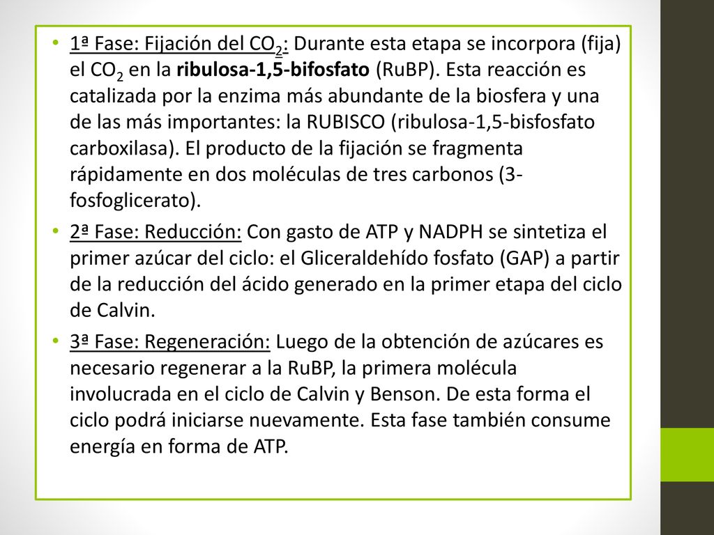 1ª Fase: Fijación del CO2: Durante esta etapa se incorpora (fija) el CO2 en la ribulosa-1,5-bifosfato (RuBP). Esta reacción es catalizada por la enzima más abundante de la biosfera y una de las más importantes: la RUBISCO (ribulosa-1,5-bisfosfato carboxilasa). El producto de la fijación se fragmenta rápidamente en dos moléculas de tres carbonos (3-fosfoglicerato).