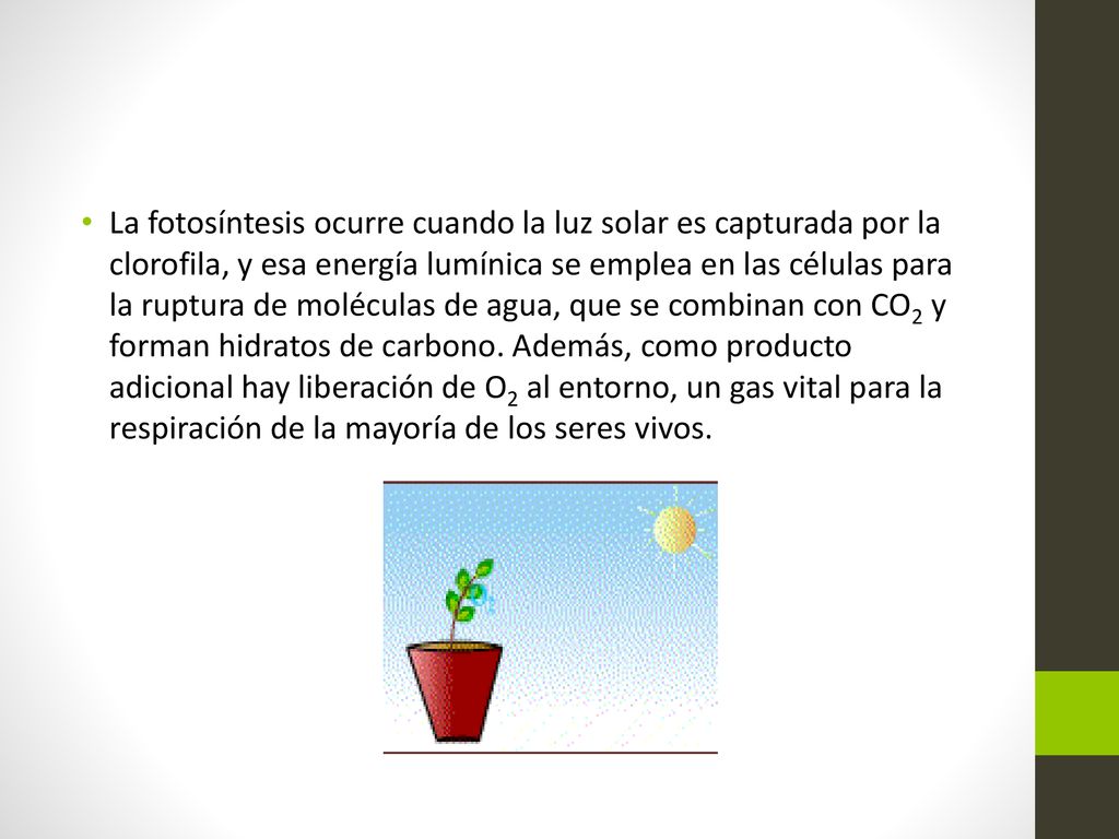 La fotosíntesis ocurre cuando la luz solar es capturada por la clorofila, y esa energía lumínica se emplea en las células para la ruptura de moléculas de agua, que se combinan con CO2 y forman hidratos de carbono.