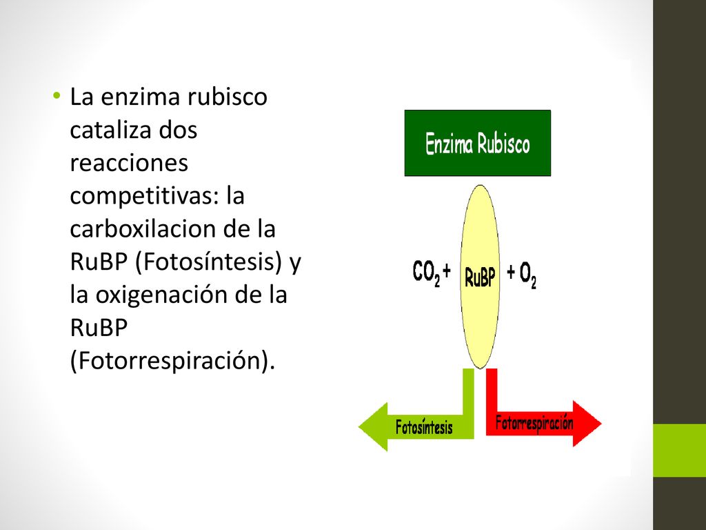 La enzima rubisco cataliza dos reacciones competitivas: la carboxilacion de la RuBP (Fotosíntesis) y la oxigenación de la RuBP (Fotorrespiración).
