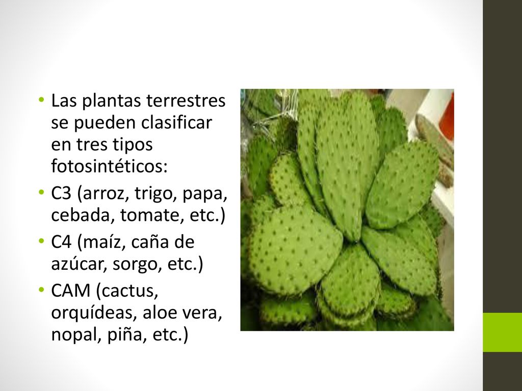 Las plantas terrestres se pueden clasificar en tres tipos fotosintéticos: