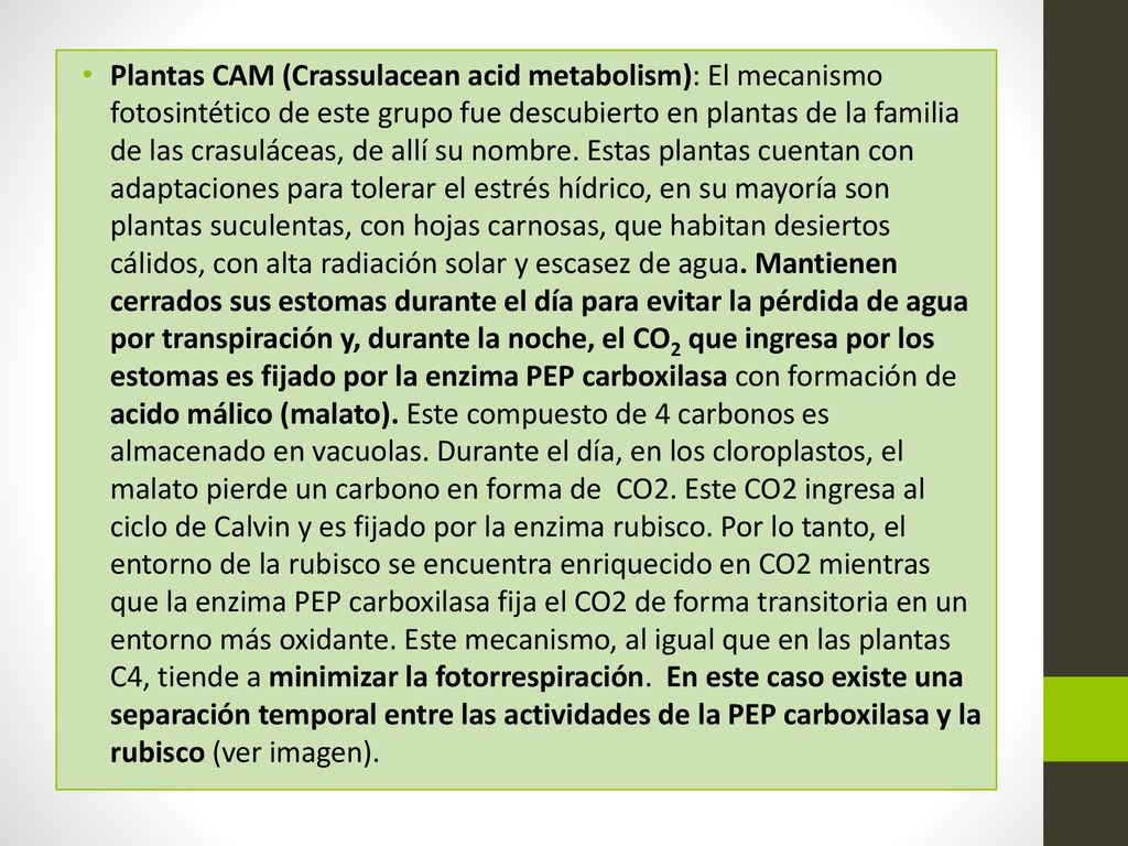 Plantas CAM (Crassulacean acid metabolism): El mecanismo fotosintético de este grupo fue descubierto en plantas de la familia de las crasuláceas, de allí su nombre.