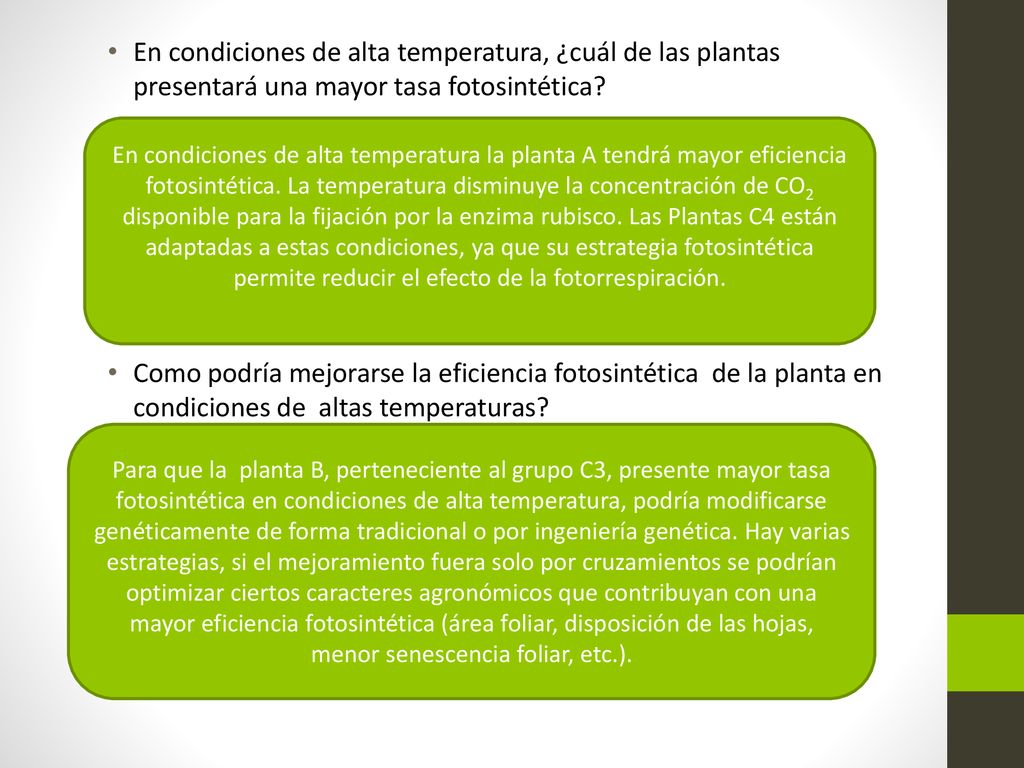 En condiciones de alta temperatura, ¿cuál de las plantas presentará una mayor tasa fotosintética